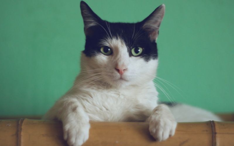 愛犬・愛猫の皮膚や毛並みの状態は？　ペットの健康状態を知るための重要なポイント